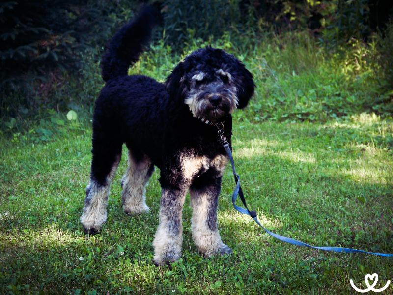 Psi-plemeno-bernedoodle (3)